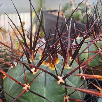 Gymnocalycium armartum - LF 598